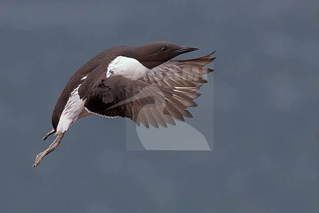 Common Murre (Uria aalge), adult in flight stock-image by Agami/Saverio Gatto,