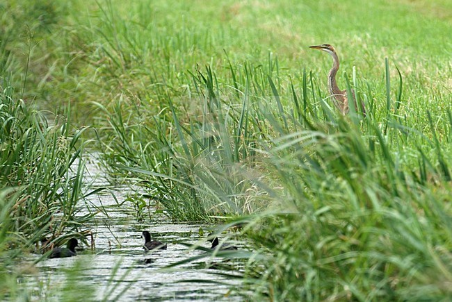 Purperreiger staand in gras; Purple Heron perched in gras stock-image by Agami/Hans Gebuis,