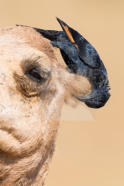 Tristram's Starling (Onychognathus tristramii), adult male looking for insects among the fur of a Dromedary Camel stock-image by Agami/Saverio Gatto,