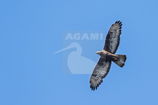 European Honey-buzzard (Pernis apivorus) adult male in flight stock-image by Agami/Ralph Martin,