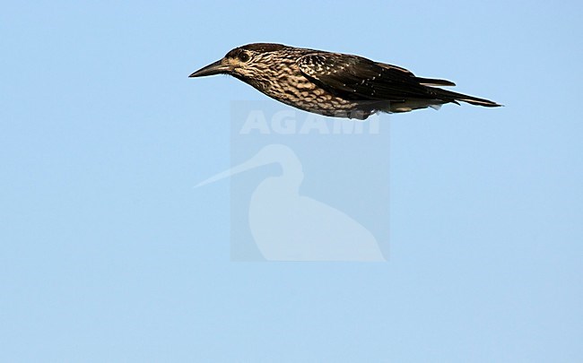 Notenkraker in de vlucht; Spotted Nutcracker in flight stock-image by Agami/Markus Varesvuo,