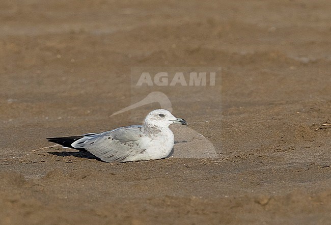 Second-winter Audouin's Gull (Ichthyaetus audouinii) resting on a beach at the Ebro delta, Spain. stock-image by Agami/Marc Guyt,