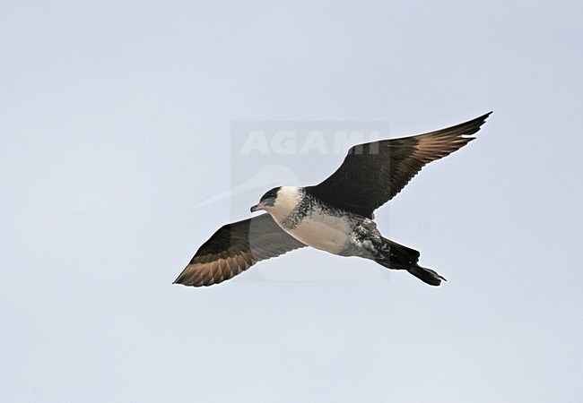 Adulte Middelste Jager in de vlucht; Pomarine Jaeger adult in flight stock-image by Agami/Pete Morris,