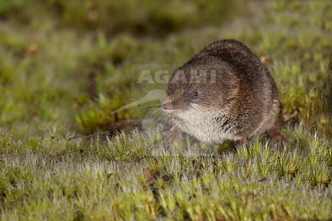 Dwergspitsmuis foeragerend in de vegetatie, Pygmy Shrew foeraging in the vegetation stock-image by Agami/Theo Douma,