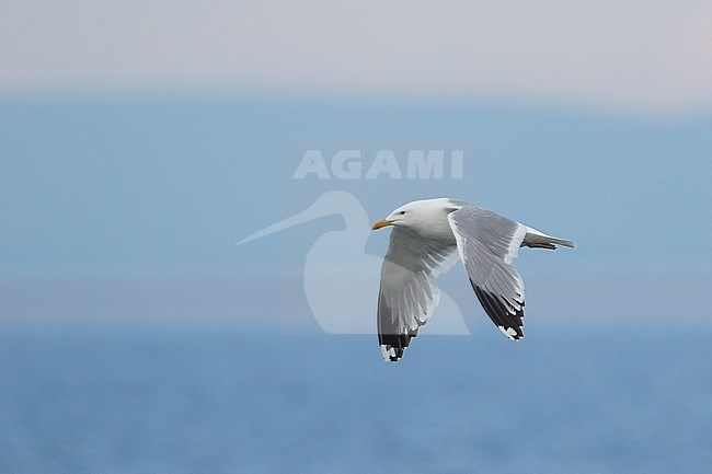 Mongolian Gull - Mongolenmöwe - Larus mongolicus, Russia (Baikal), adult stock-image by Agami/Ralph Martin,