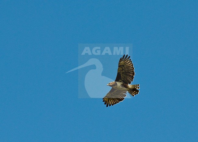 Madagascarbuizerd, Madagascar Buzzard stock-image by Agami/Roy de Haas,