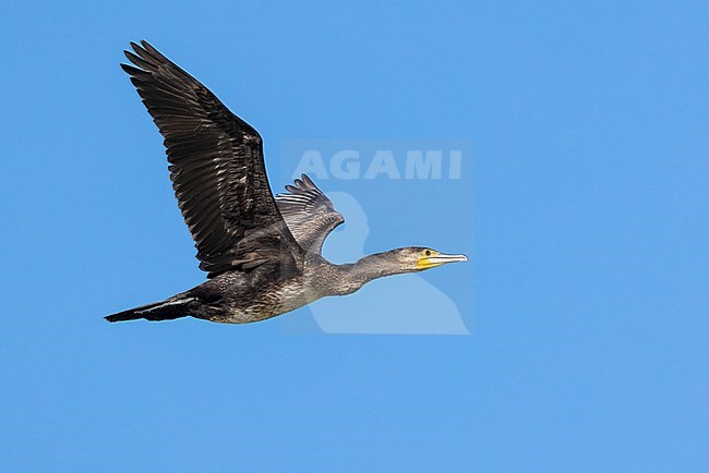 Great Cormorant (Phalacrocorax carbo sinensis), side view of an immature in flight, Campania, Italy stock-image by Agami/Saverio Gatto,