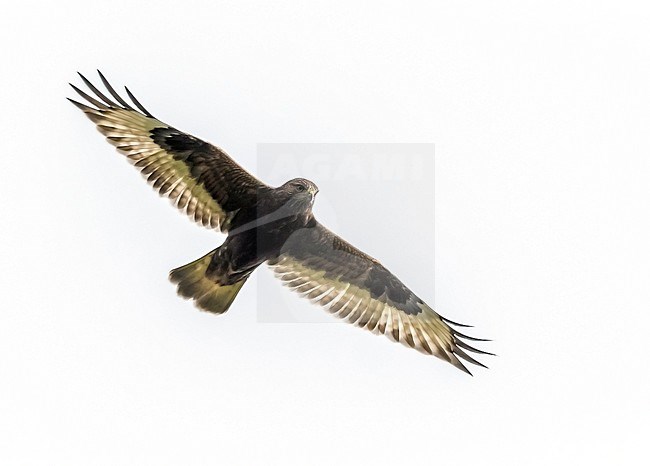 Immature dark morph Rough-legged Hawk hovering over Pico in Corvo Island, Azores. October 14, 2013. stock-image by Agami/Vincent Legrand,