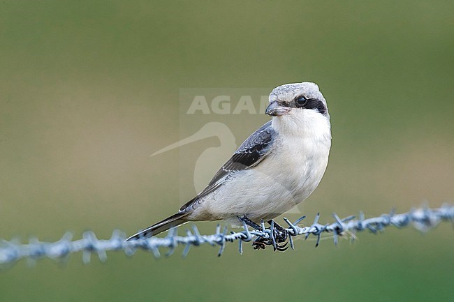 Immature Lesser Grey Shrike perched in a field in Othée, Belgium. August 29, 2009. stock-image by Agami/Vincent Legrand,