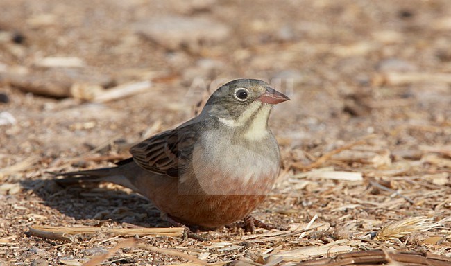 Mannetje Ortolaan in zit; Male Ortolan Bunting perched stock-image by Agami/Markus Varesvuo,