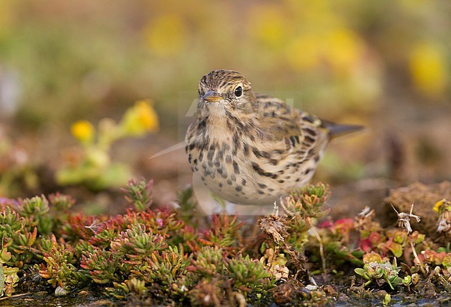 Meadow Pipit - Wiesenpieper - Anthus pratensis ssp. pratensis, Morocco stock-image by Agami/Ralph Martin,