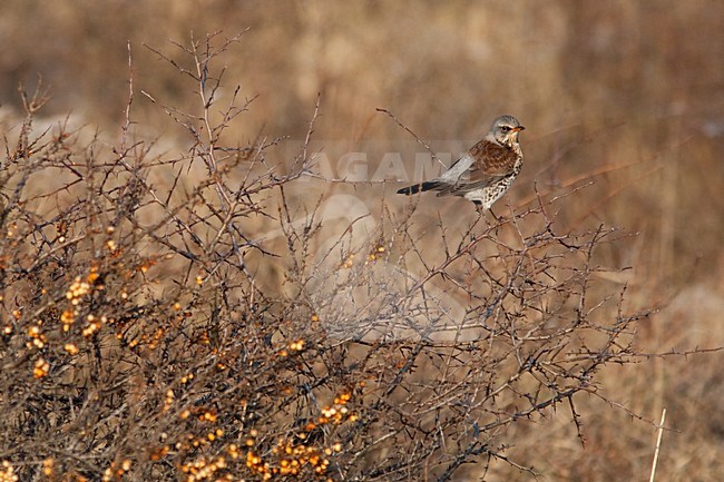 Kramsvogel in Duindoorn; Fieldfare in Sea buckthorn stock-image by Agami/Arnold Meijer,