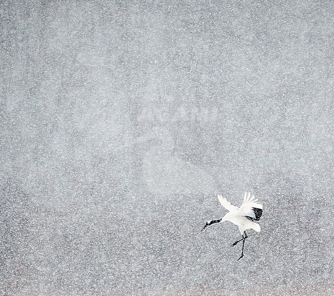 Chinese Kraanvogel vliegend, Red-crowned Crane flying stock-image by Agami/Markus Varesvuo,