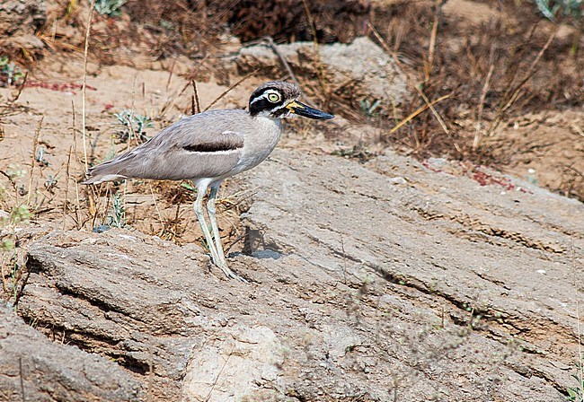 Great Stone-Curlew (Esacus recurvirostris), also known as or Great Thick-knee, standing along an Asian river. stock-image by Agami/Marc Guyt,