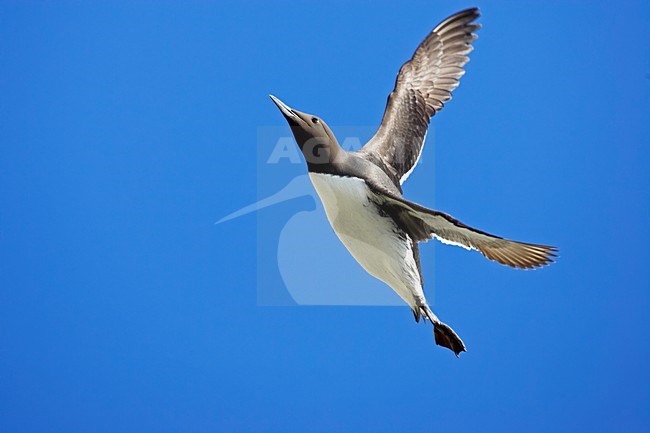 Zomerkleed Zeekoet in de vlucht; Summer plumaged Common Murre in flight stock-image by Agami/Markus Varesvuo,