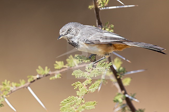 Banded parisoma (Curruca boehmi) perched in a bush in Tanzania. stock-image by Agami/Dubi Shapiro,