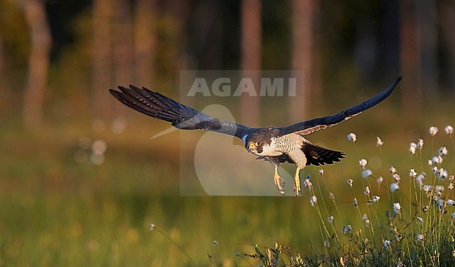 Peregrine (Falco peregrinus) Vaala Finland June 2017 stock-image by Agami/Markus Varesvuo,