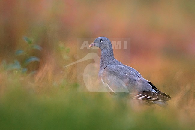 Eurasian Woodpigeon (Columba palumbus) adult perched in the gras stock-image by Agami/Daniele Occhiato,