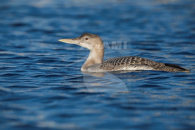 Juvenile
San Diego Co., CA
December 2022 stock-image by Agami/Brian E Small,