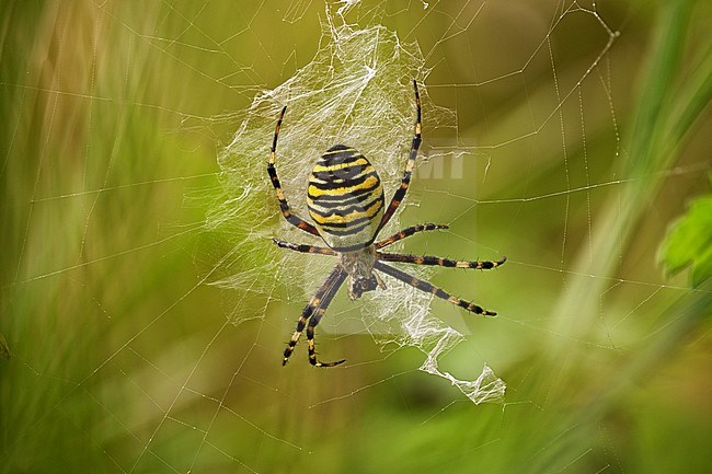 Wespenspin; Wasp Spider stock-image by Agami/Rob Olivier,