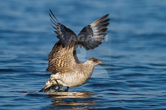 Kleine Jager, Parasitic Jaeger, Stercorarius parasiticus, Germany, 3rd cy stock-image by Agami/Ralph Martin,