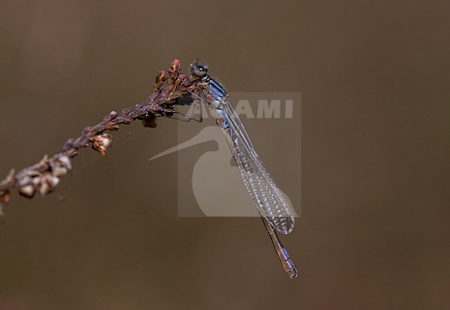 Imago Maanwaterjuffer; Adult Crescent Bluet stock-image by Agami/Fazal Sardar,
