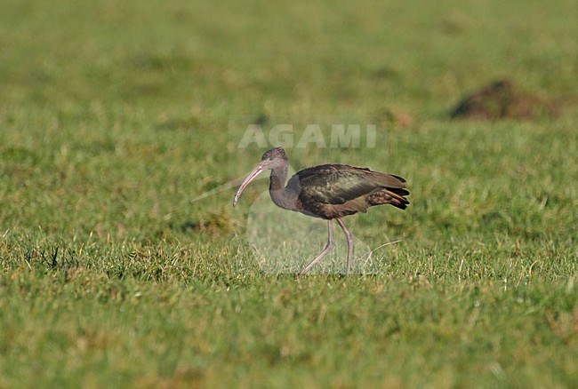 Zwarte Ibis foeragerend in gras; Glossy Ibis foraging in gras stock-image by Agami/Reint Jakob Schut,