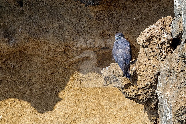 Intermediate morph female Eleonora's Falcon perched on SalÃ© cliffs near Raba, Morocco. stock-image by Agami/Vincent Legrand,
