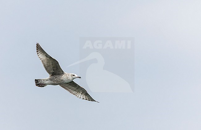 Second calendar year Vega Gull (Larus vegae) during early spring in Japan. stock-image by Agami/Marc Guyt,