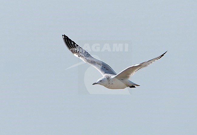 First-winter Relict gull (Ichthyaetus relictus) during autumn migration in Mongolia. Also known as Central Asian gull. stock-image by Agami/Dani Lopez-Velasco,