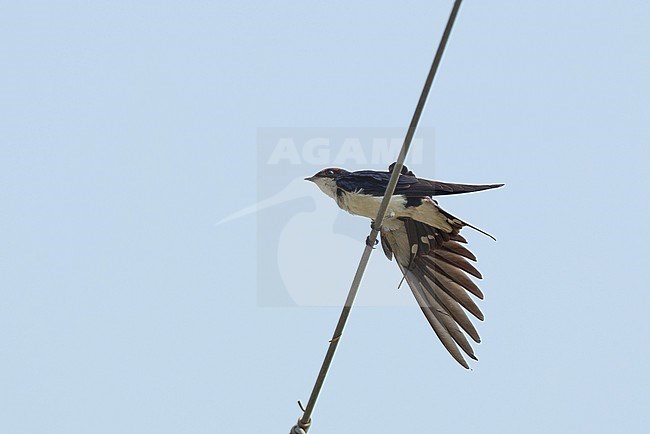 Wire-tailed Swallow (Hirundo smithii), a bird resting on wires in Khajuraho, India stock-image by Agami/Helge Sorensen,