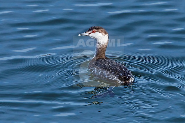 Adult winter plumage Horned Grebe swimming in Praia harbor, Terceira, Azores. February 13, 2011. stock-image by Agami/Vincent Legrand,