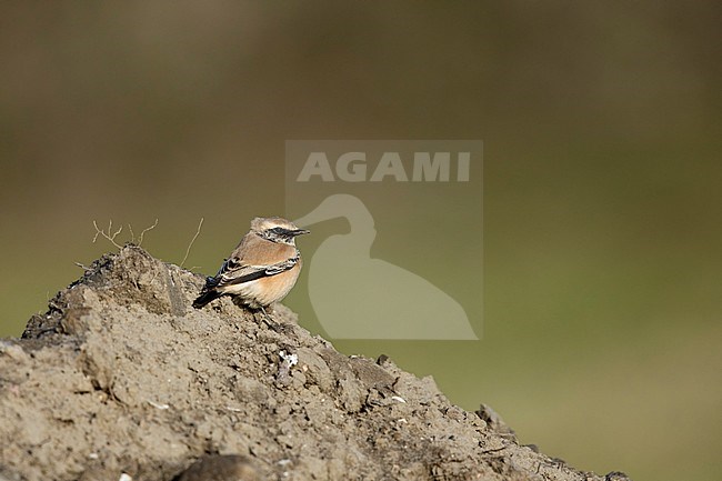 Woestijntapuit; Desert Wheatear; stock-image by Agami/Walter Soestbergen,