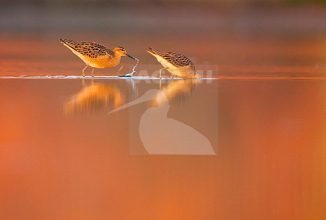 Kemphaan, Ruff, Philomachus pugnax stock-image by Agami/Menno van Duijn,