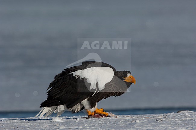 Volwassen Steller-zeearend, Adult Stellers Sea-eagle stock-image by Agami/Sergey Gorshkov,