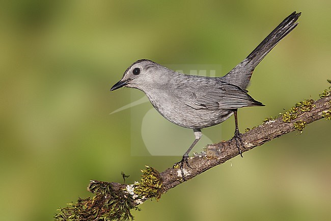 Katvogel, Gray Catbird stock-image by Agami/Brian E Small,