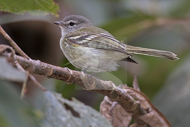 Sclater's Tyrannulet (Phyllomyias sclateri) at Machu Picchu, Peru. stock-image by Agami/Tom Friedel,