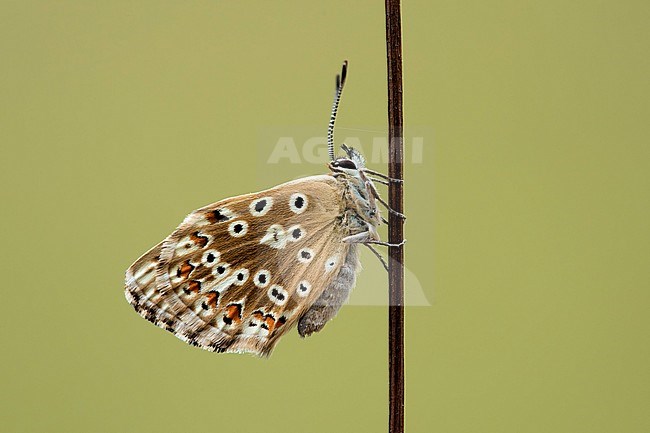 Bleek blauwtje, Chalk-hill Blue, stock-image by Agami/Walter Soestbergen,