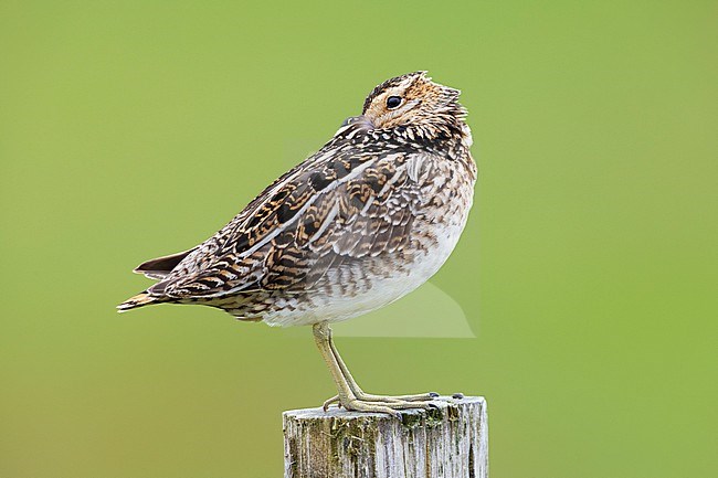 Common Snipe (Gallinago gallinago faeroeensis), side view of an adult sleeping on a fence post, Southern Region, Iceland stock-image by Agami/Saverio Gatto,