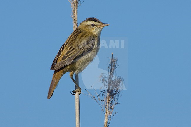 Rietzanger zittend in riet; Sedge Warbler perched in reed stock-image by Agami/Daniele Occhiato,