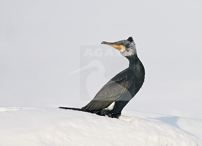 Aalscholver in de sneeuw; Great Cormorant in snow stock-image by Agami/Reint Jakob Schut,