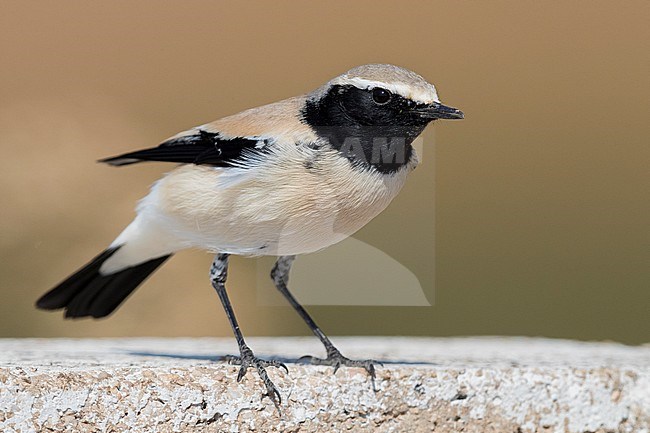 Desert Wheatear (Oenanthe deserti), adult perched on a wall stock-image by Agami/Saverio Gatto,
