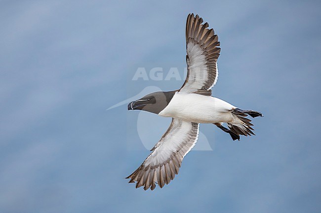 Razorbill (Alca torda) in Norway. stock-image by Agami/Daniele Occhiato,