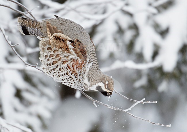 Hazel Grouse ( Bonasia bonasia)Kuusamo Finland February 2011 stock-image by Agami/Markus Varesvuo,