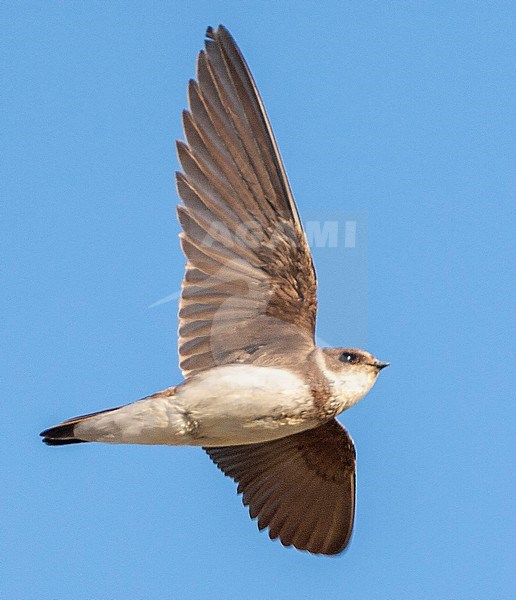 Sand Martin (Riparia riparia) near colony in the Netherlands. stock-image by Agami/Marc Guyt,