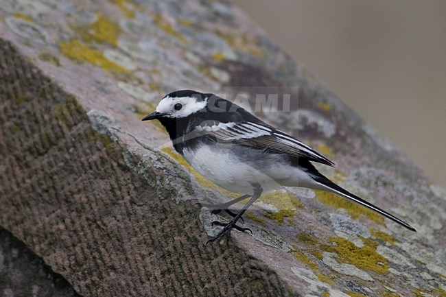 Pied Wagtail zittend op steen; Pied Wagtail perched on stone stock-image by Agami/Han Bouwmeester,
