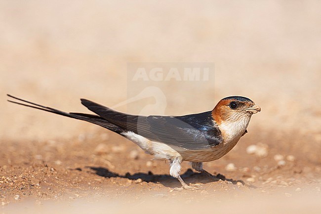 Western Red-rumped Swallow, Roodstuitzwaluw, Cecopris daurica ssp. rufula, Croatia, adult stock-image by Agami/Ralph Martin,