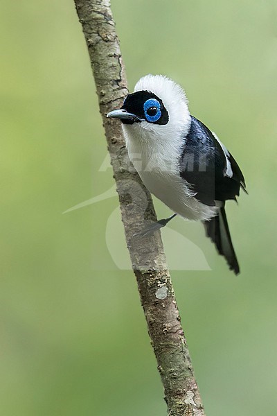 Frilled Monarch (Arses telescopthalmus) perched on a branch in Papua New Guinea. stock-image by Agami/Glenn Bartley,