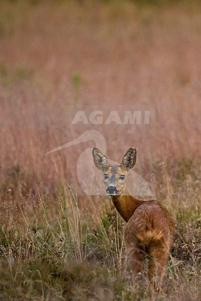 Edelhert hinde in gras; Red deer hind in gras stock-image by Agami/Wim Wilmers,