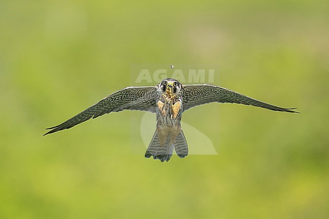 Eurasian Hobby (Falco subbuteo) hunting insects in front of green background in Switzerland. stock-image by Agami/Marcel Burkhardt,